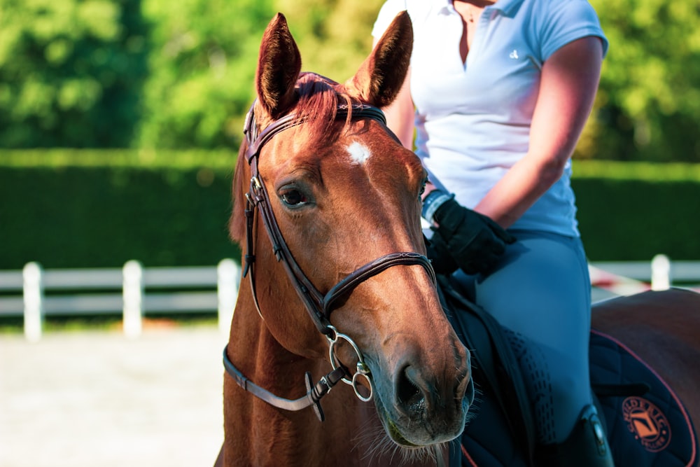 Horse Safety Rules