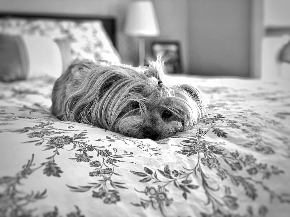 grayscale photo of long coated dog lying on bed