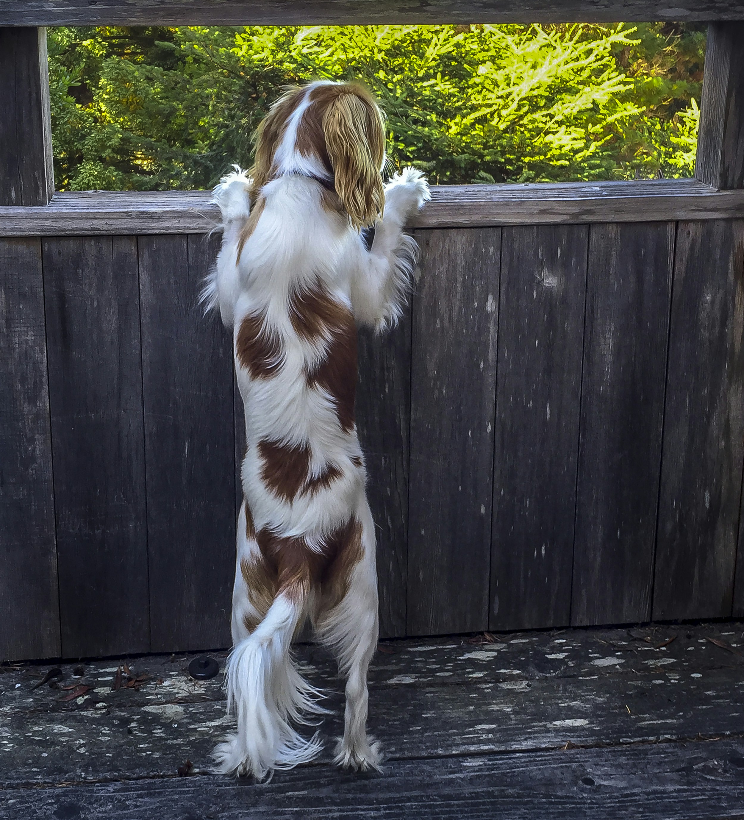 2023-04-05 - 今天是兒童節，小時候最興奮的節日，因為可以買新玩具，可以去兒童樂園玩，那一天可以被滿足好多願望，比生日還厲害

長大之後有了錢，可以買自己想要的東西

但那份純真的快樂卻是怎