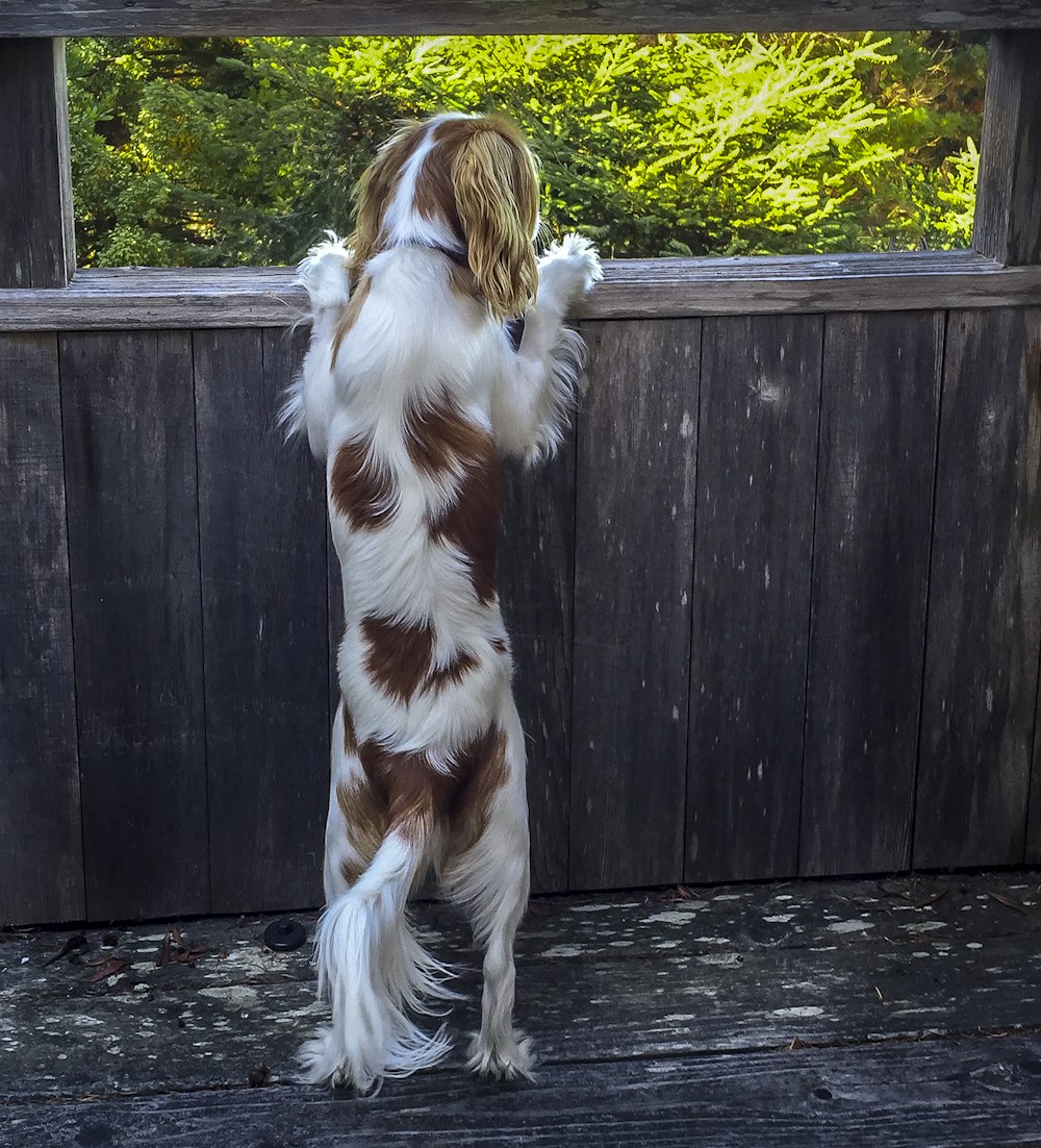 white and brown long coated dog on black wooden fence