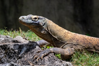 brown and black lizard on gray rock