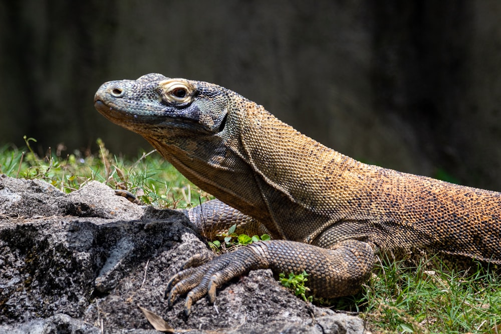 brown and black lizard on gray rock