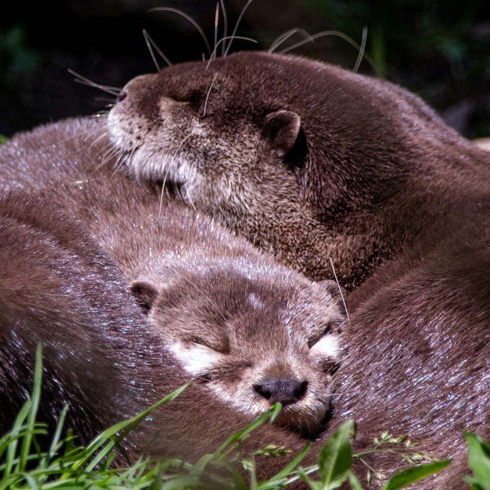 brown seal lying on green grass during daytime