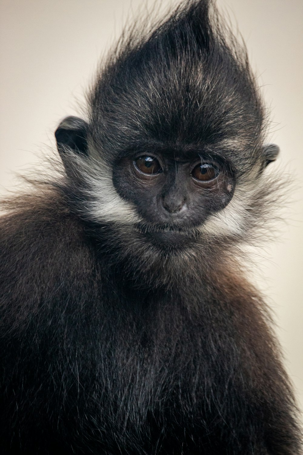 black and brown monkey in close up photography