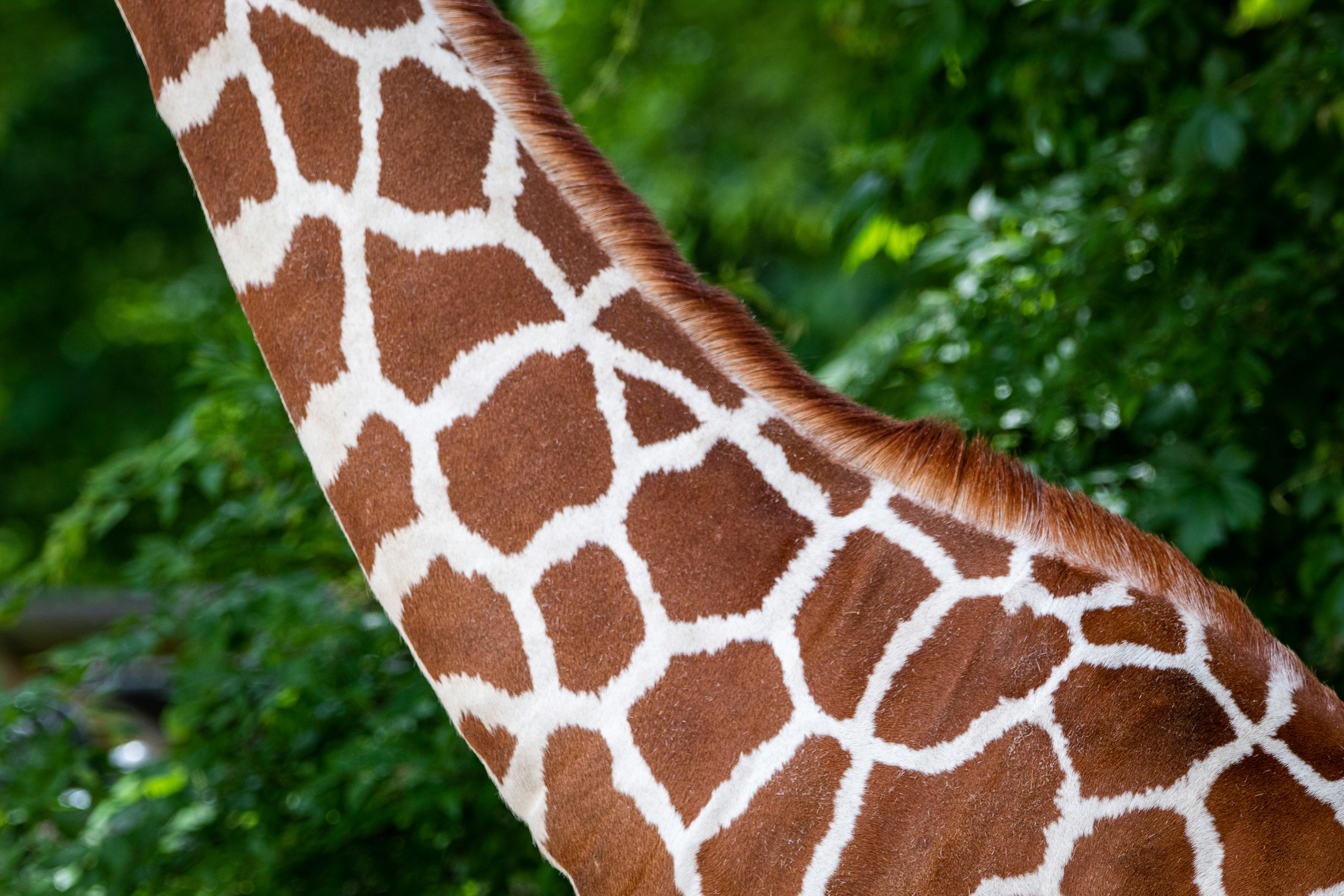 Patterns of the giraffe at the Memphis Zoo.