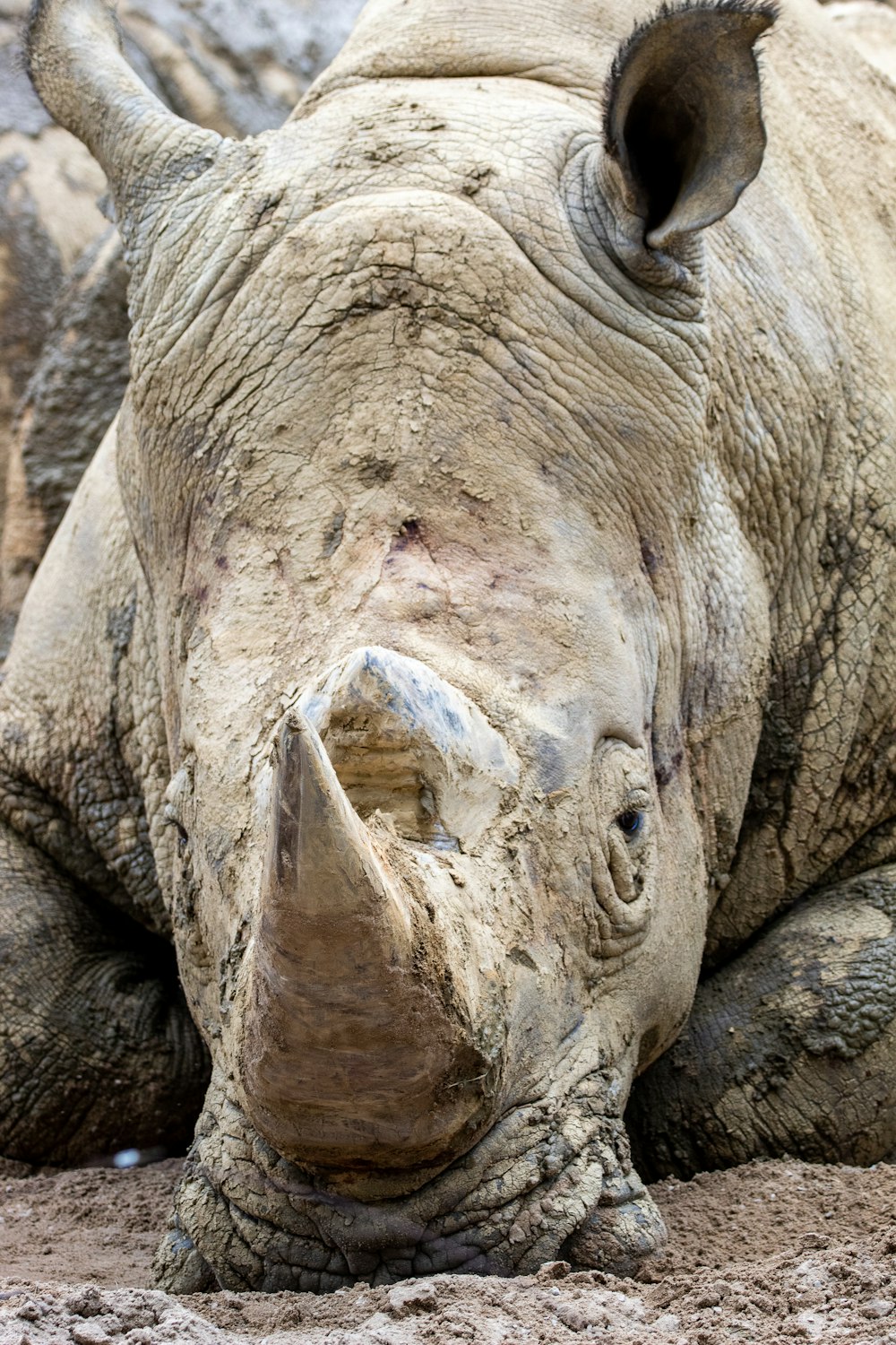 close up photo of brown elephant