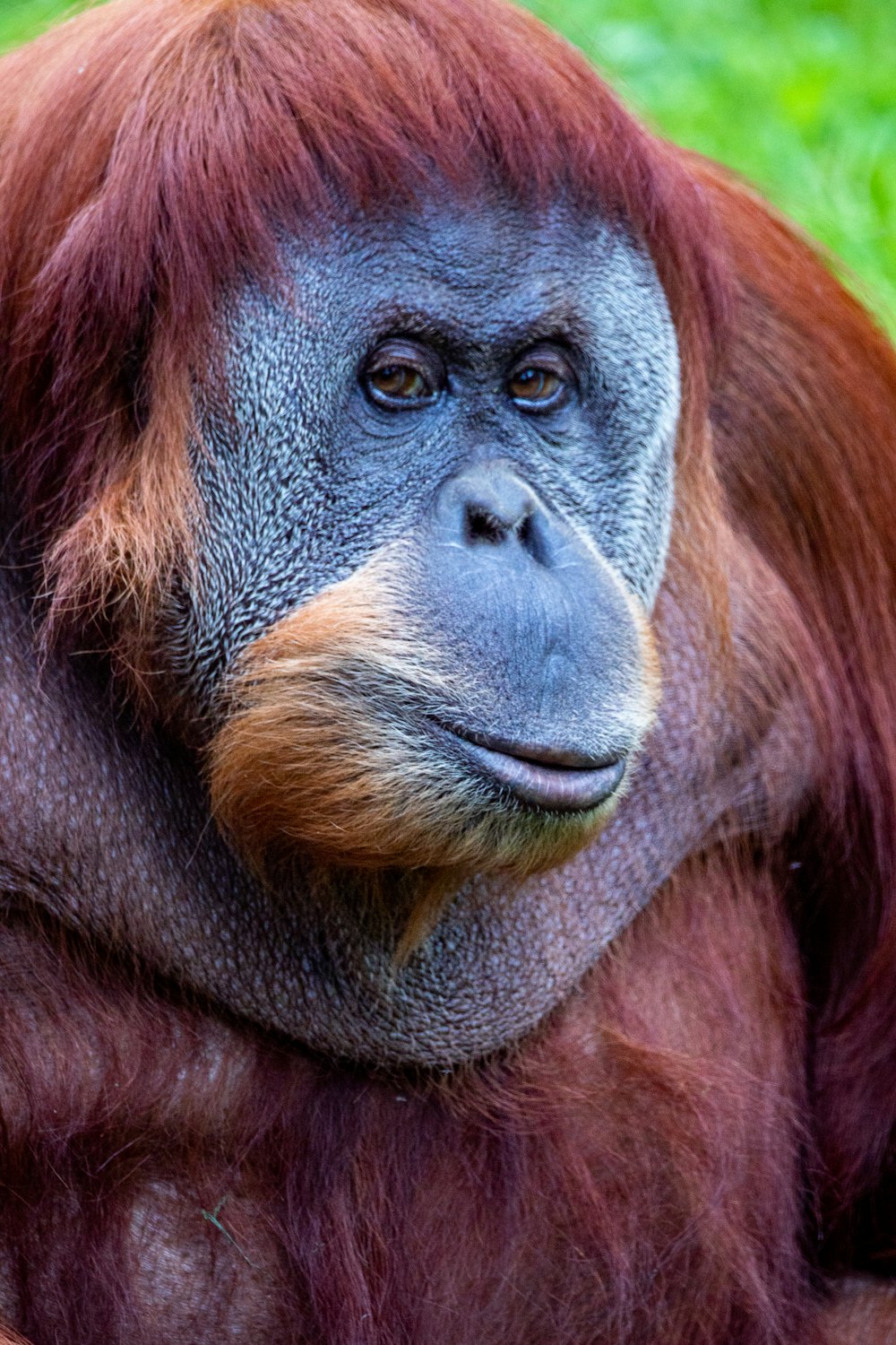 singe brun et gris sur l’herbe verte pendant la journée