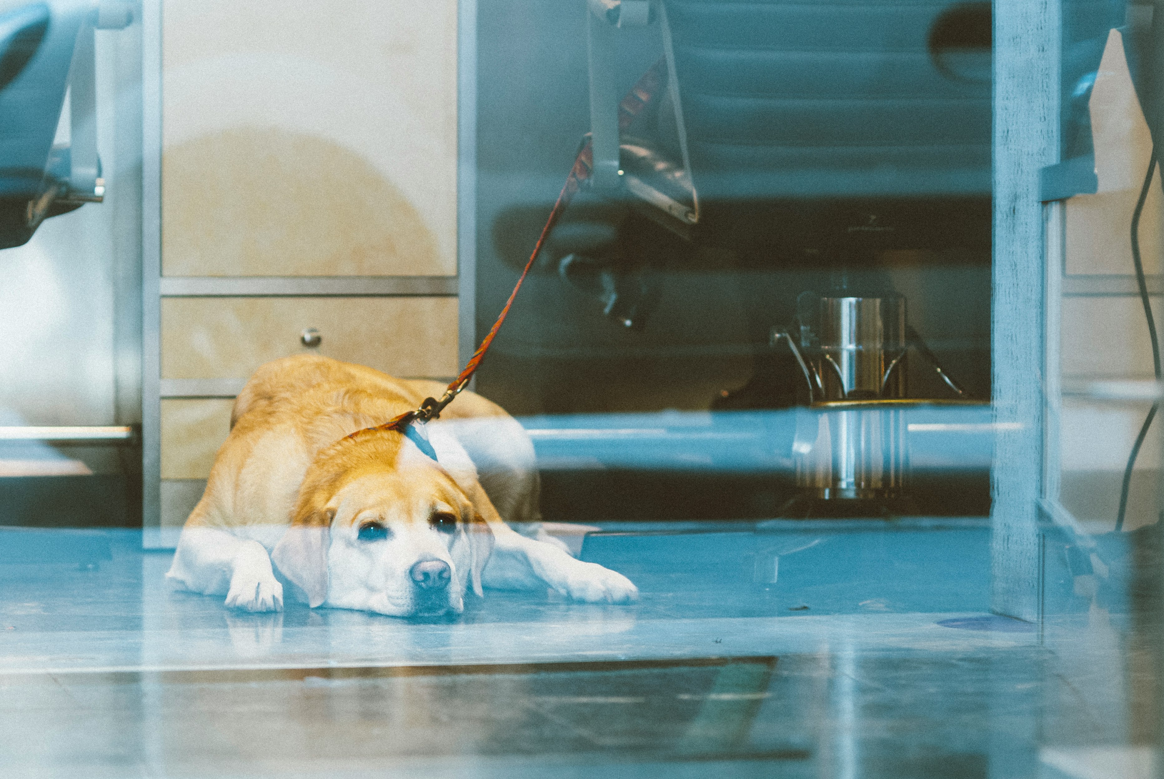 yellow labrador retriever lying on floor