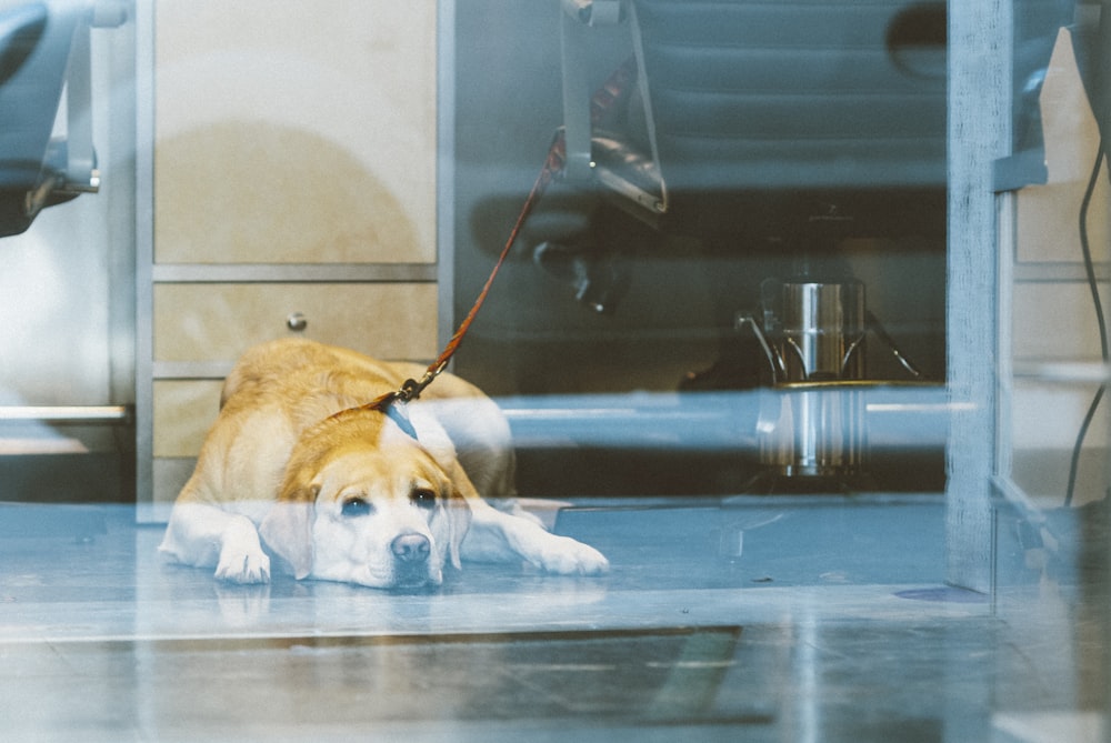 yellow labrador retriever lying on floor