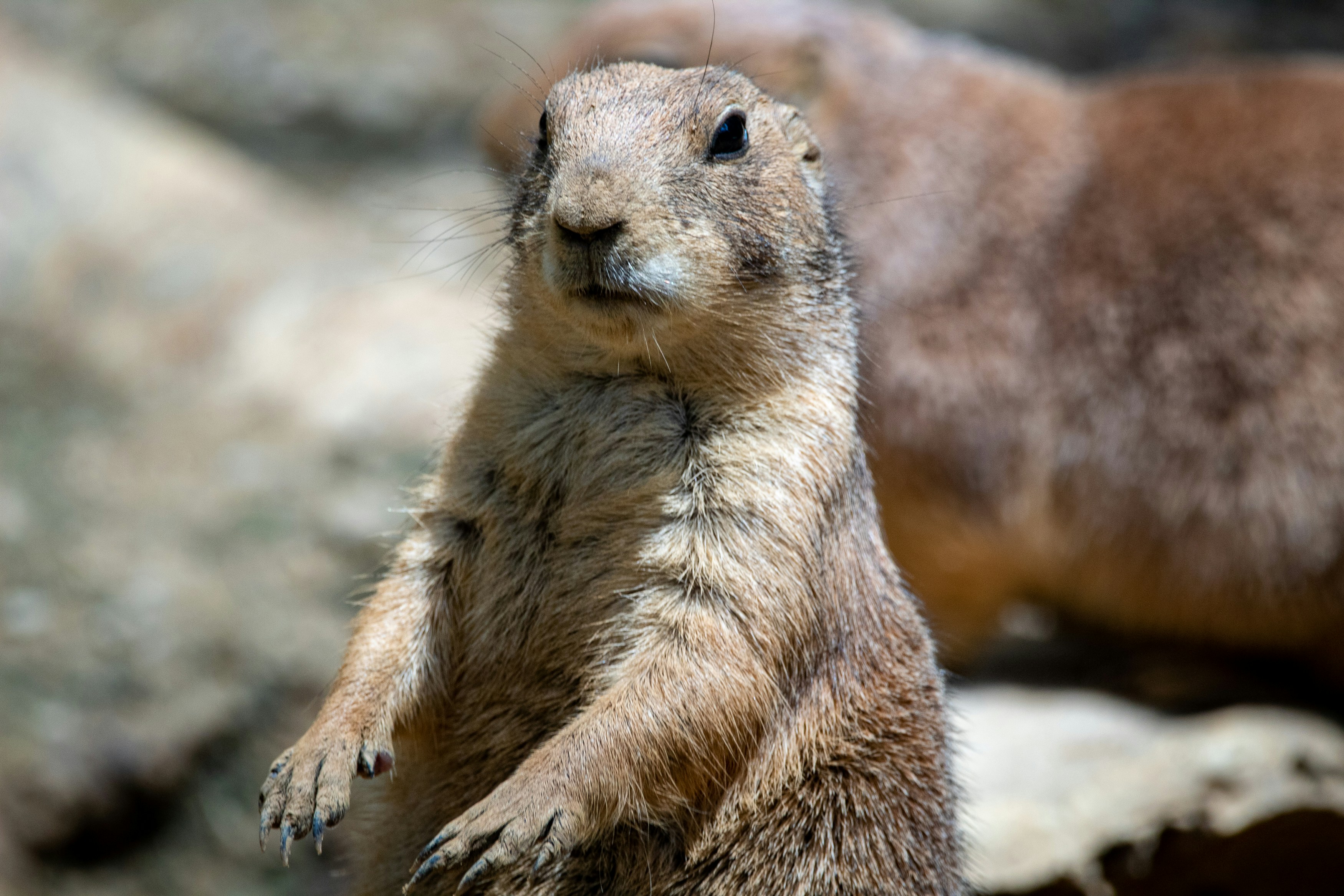 A prairie dog sits up on lookout at the Memphis Zoo.