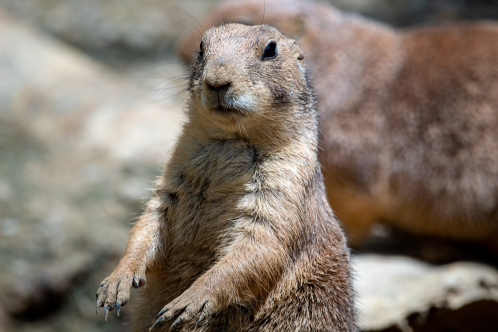 a close up of a ground squirrel on a rock