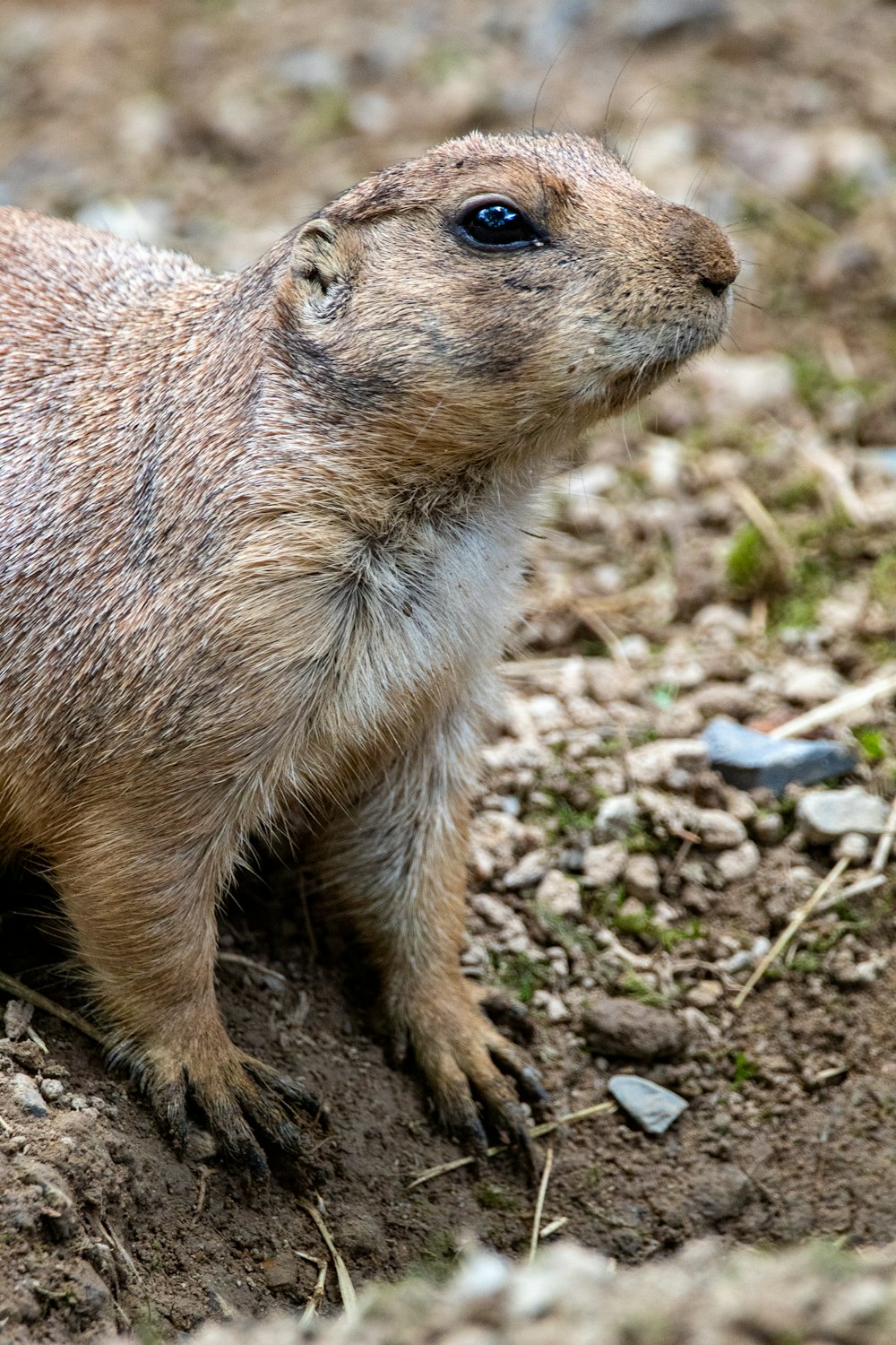 brown rodent on green grass during daytime