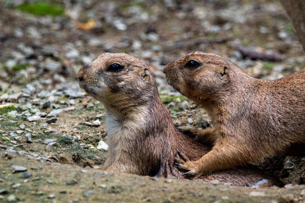 Braunes Nagetier auf grauem Felsen tagsüber