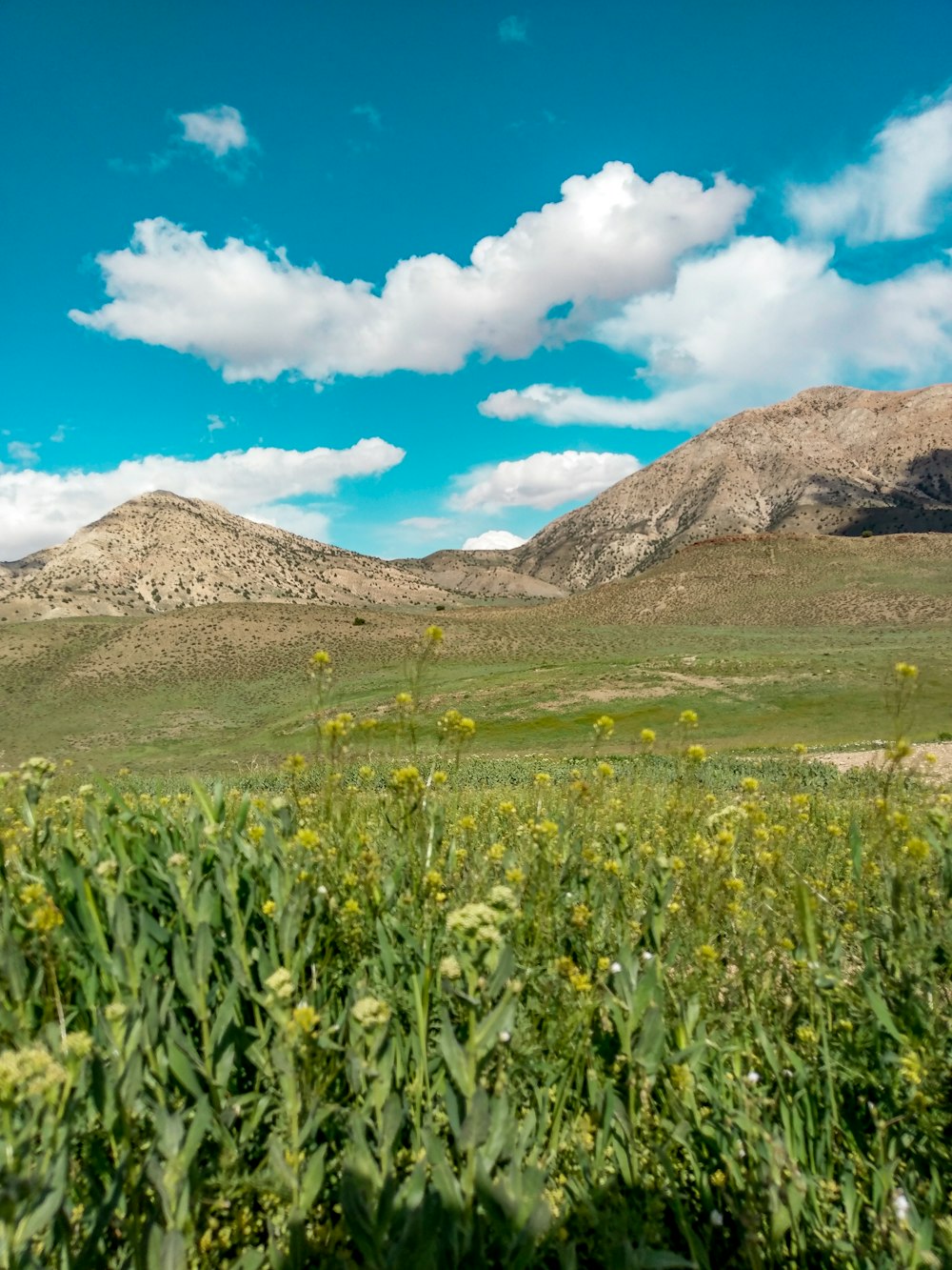 campo de hierba verde cerca de la montaña bajo el cielo azul durante el día