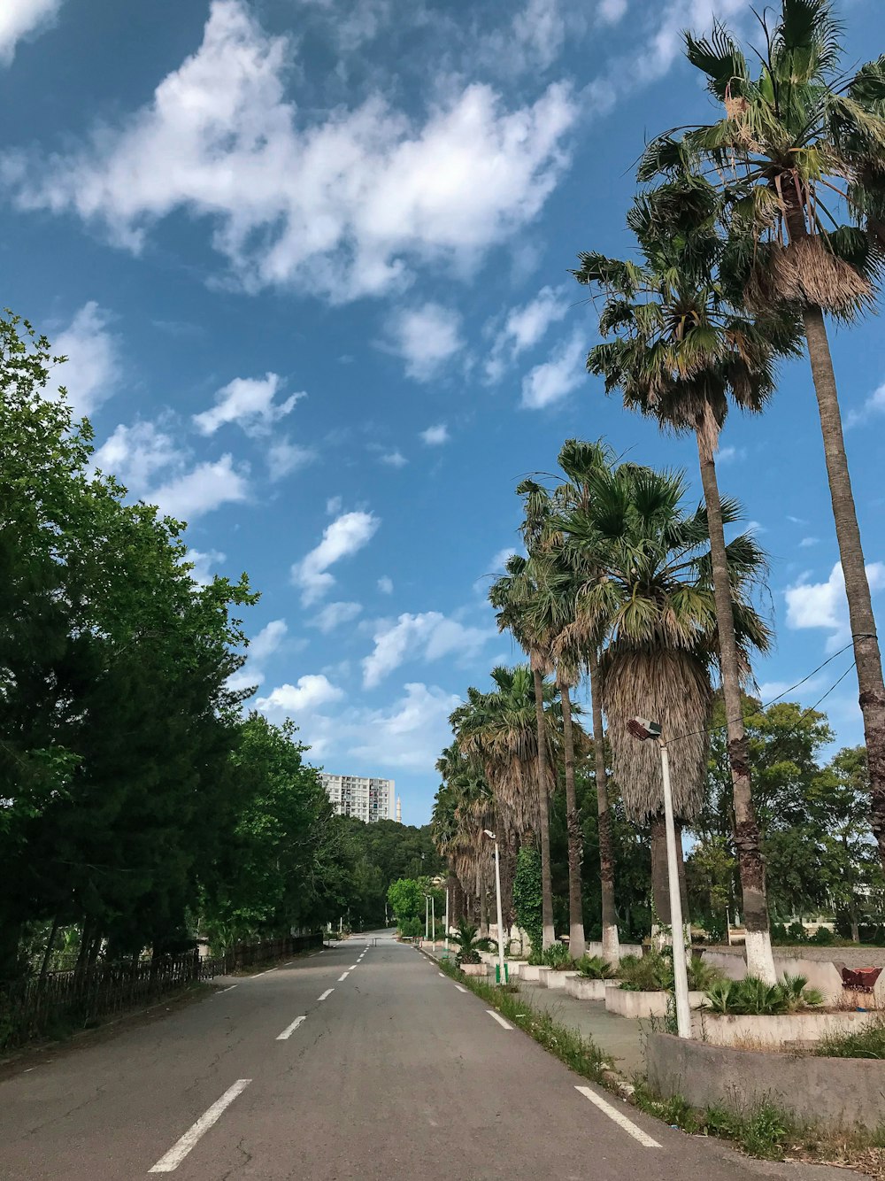 green trees beside gray concrete road under blue sky during daytime