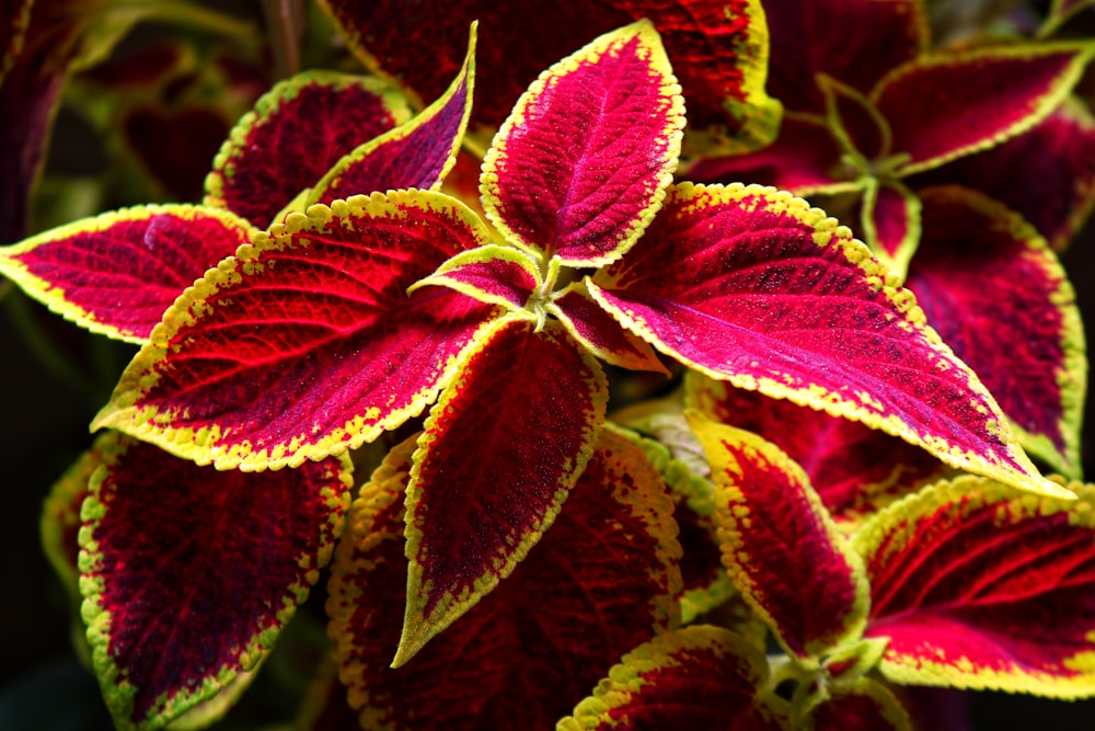 pianta di foglie rosse e verdi