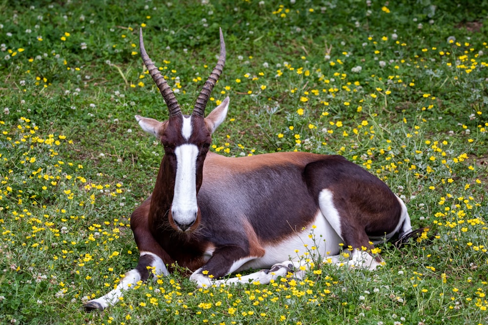 brown and white horse on yellow flower field during daytime