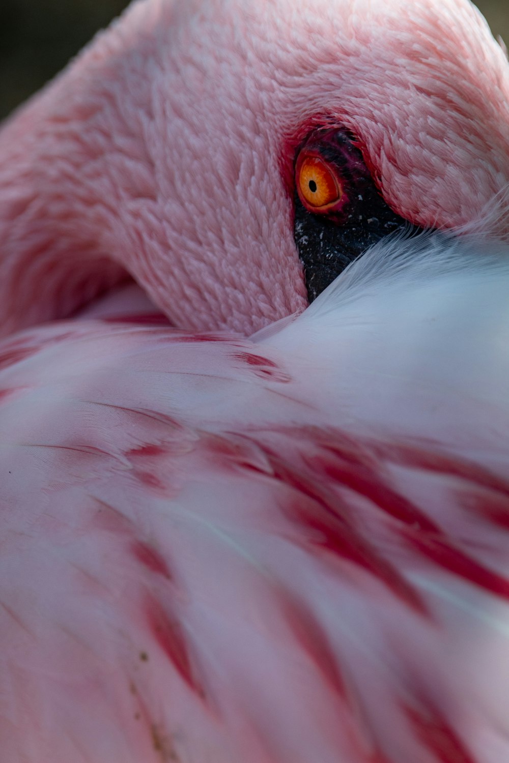 piuma d'uccello bianca e rosa