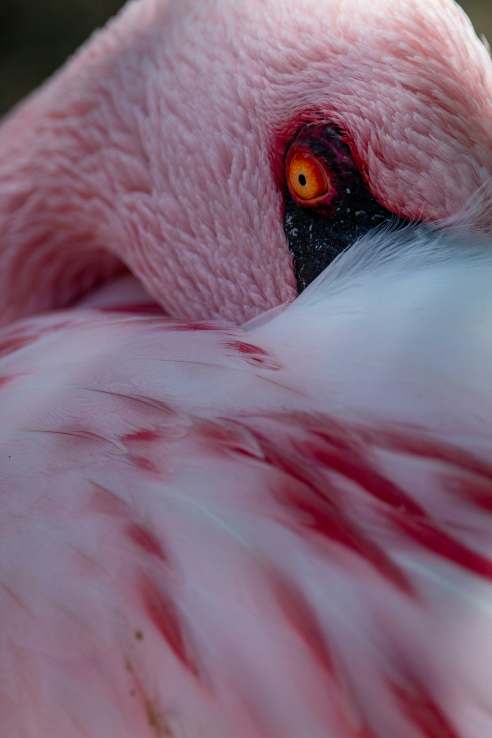 white and pink bird feather