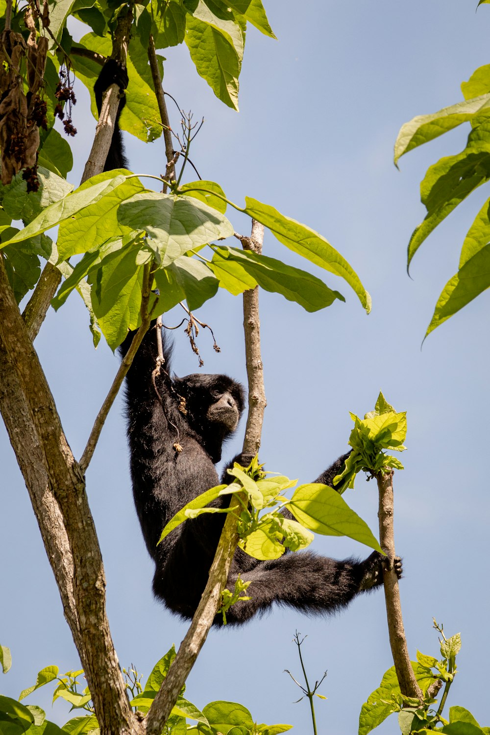 black monkey on tree branch during daytime