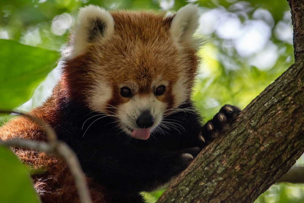 日中の茶色い木の枝に止まるレッサーパンダ