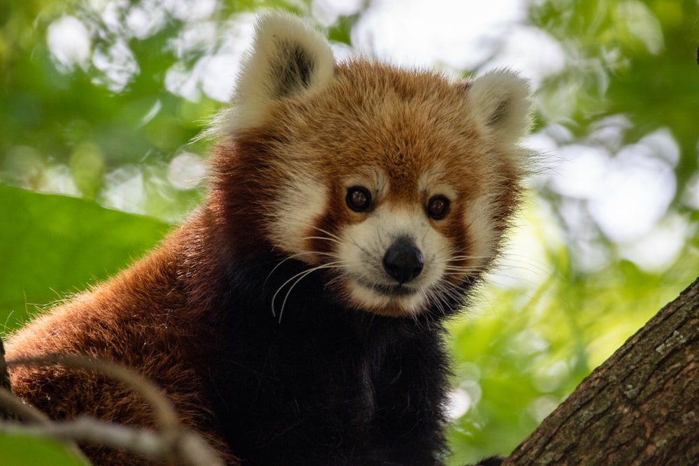 Panda rojo en la rama de un árbol durante el día