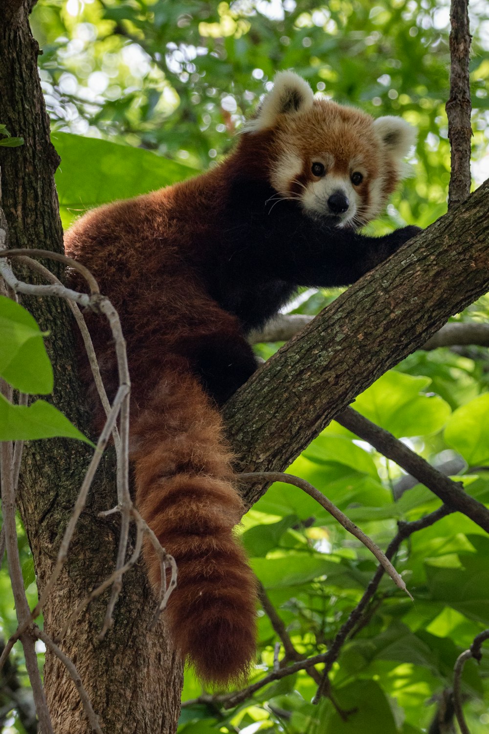 brown and black bear on brown tree branch