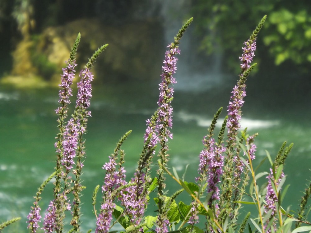 purple flowers in tilt shift lens