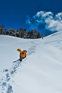 Top Winter Treks in Himalayas | Himtrip