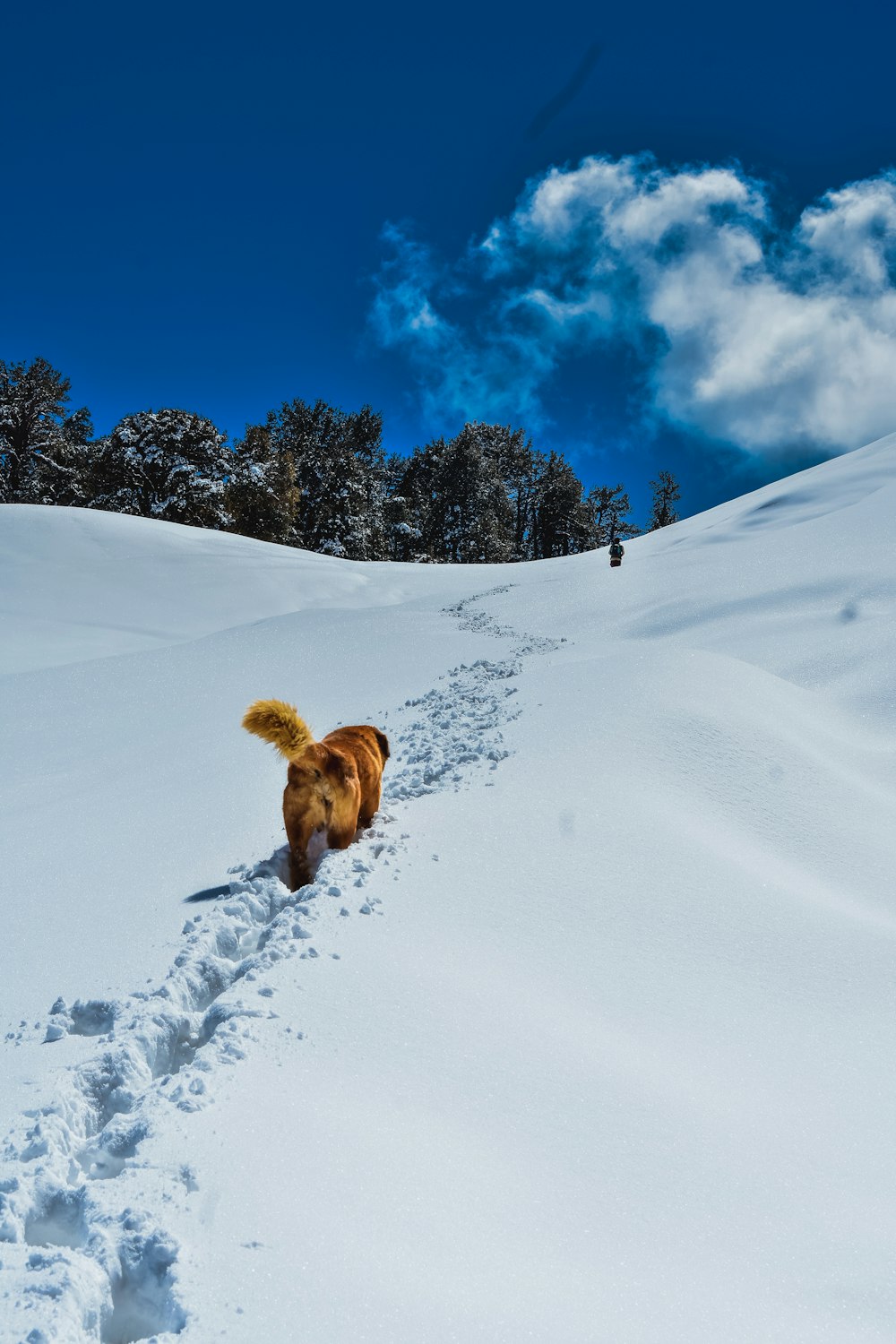 brown dog on snow covered ground during daytime