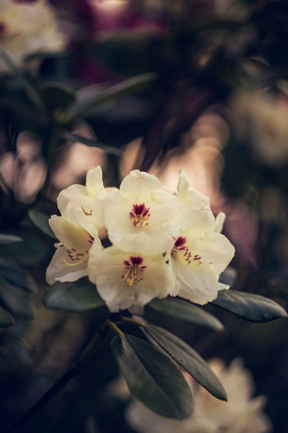 white flower in tilt shift lens