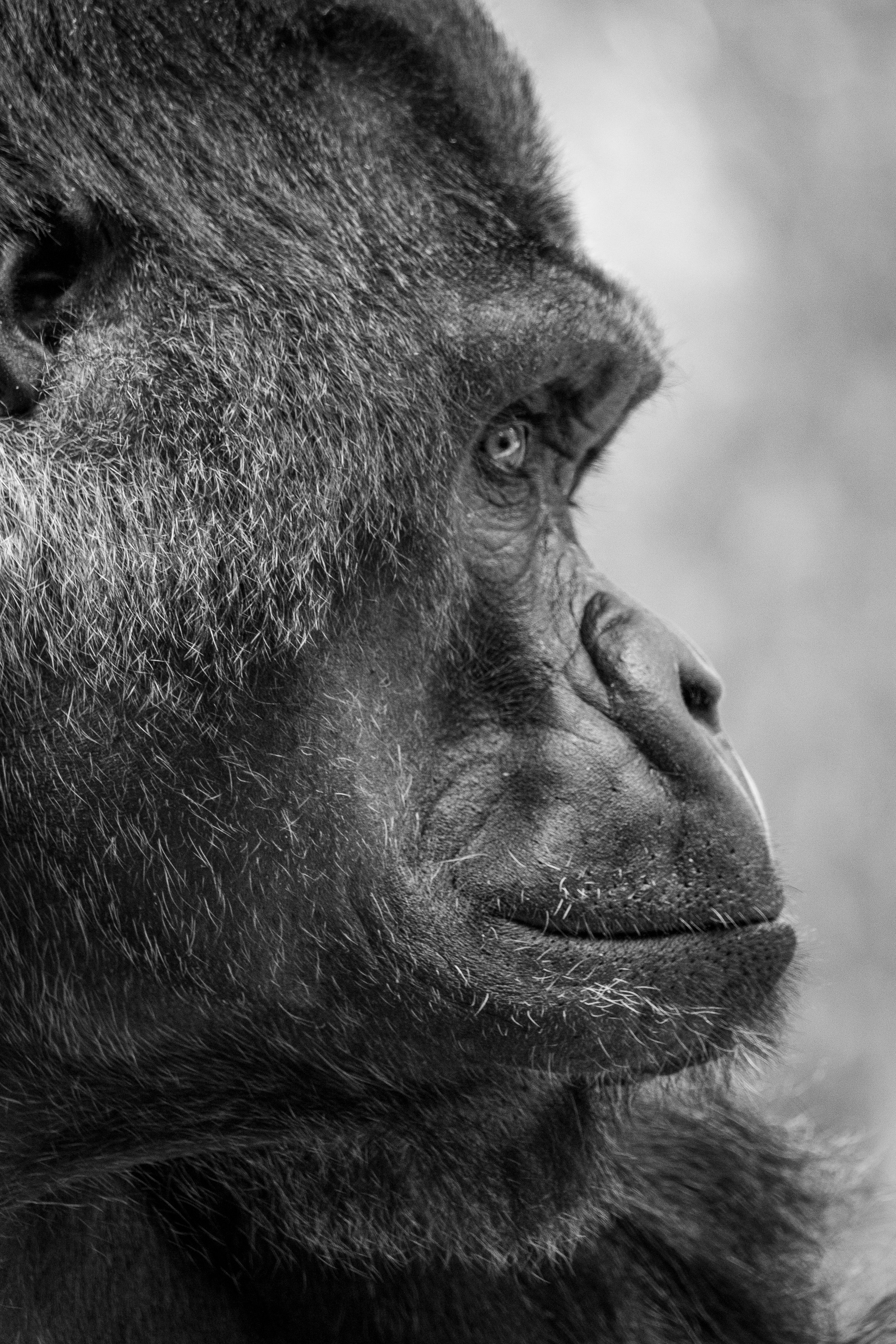 450 Ape Pictures Download Free Images On Unsplash