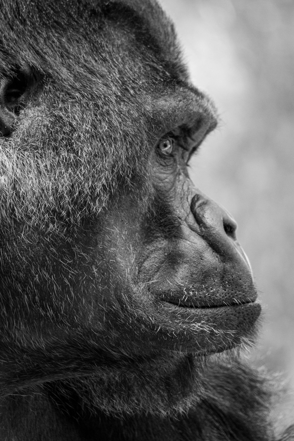 black gorilla in close up photography