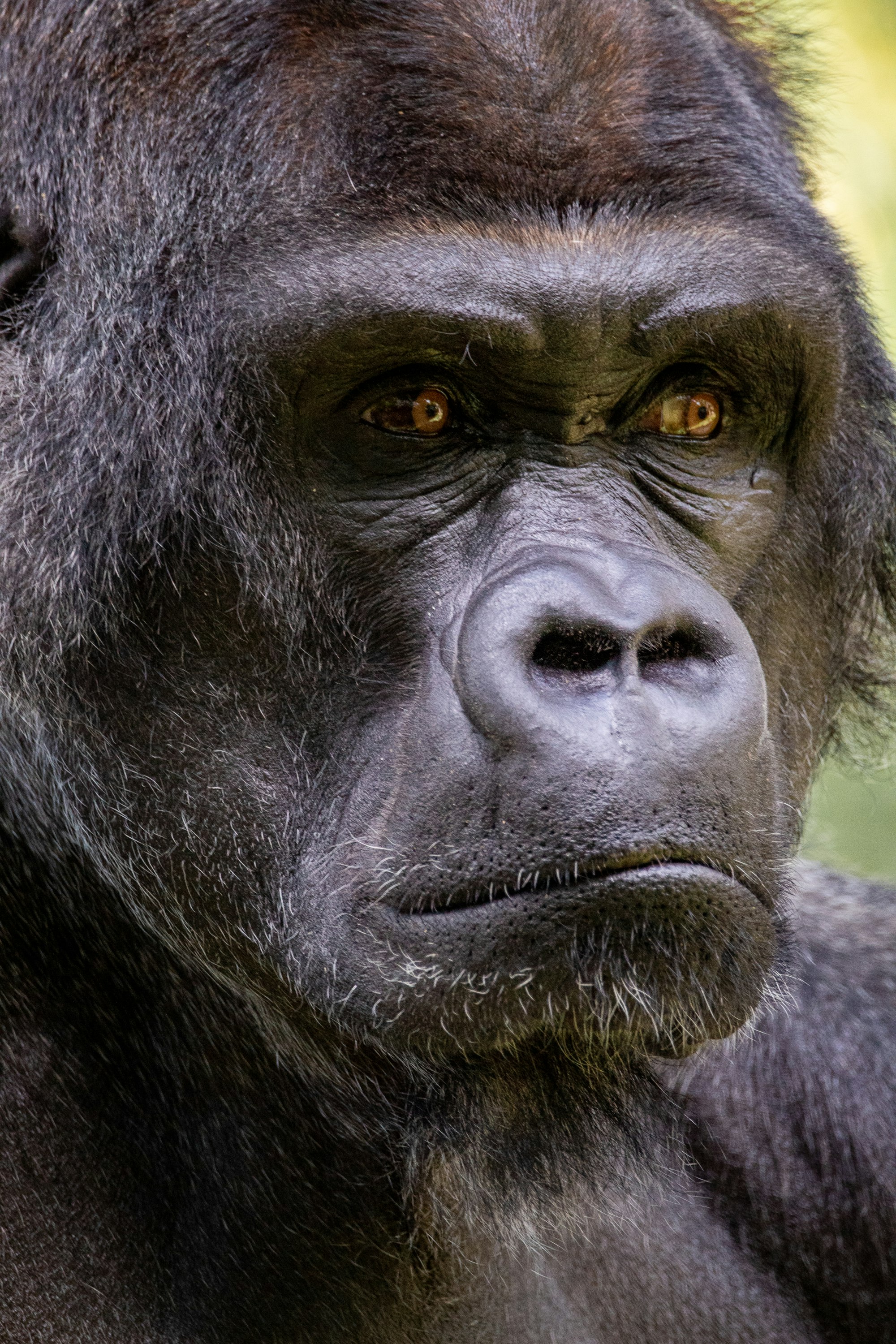 Portrait of a silverback gorilla at the Memphis Zoo.