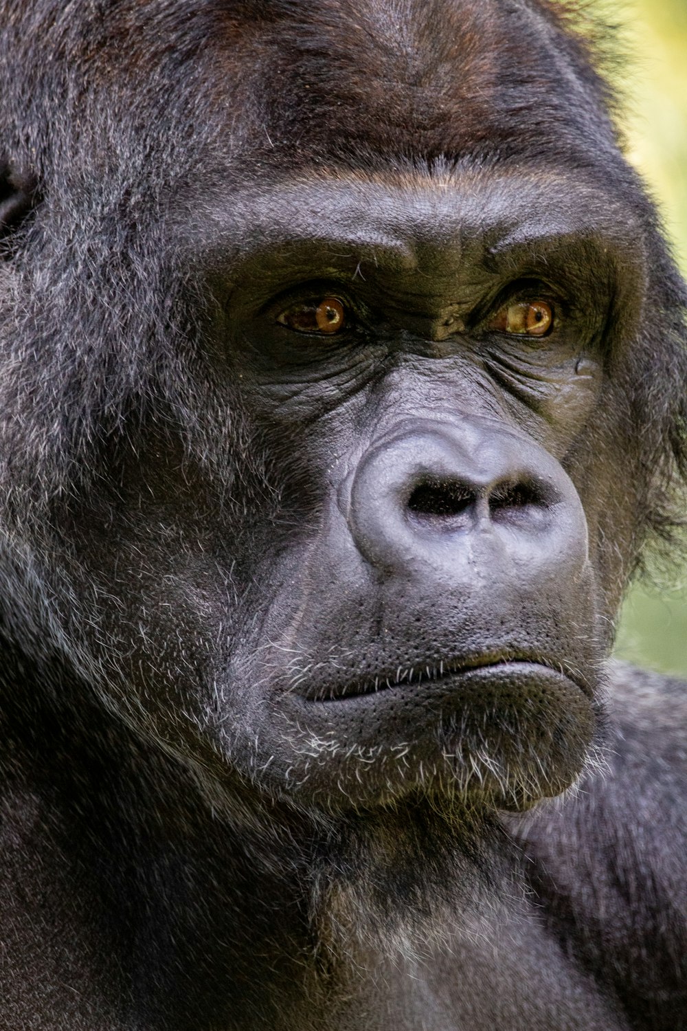 Gorila negro en fotografía de primer plano