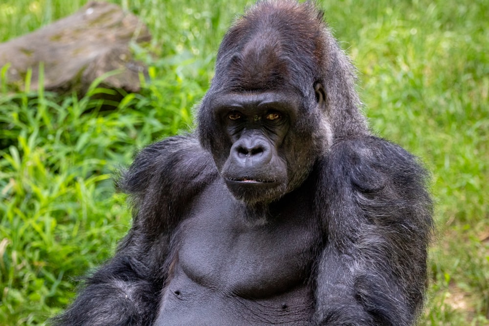 Schwarzer Gorilla tagsüber auf grünem Gras