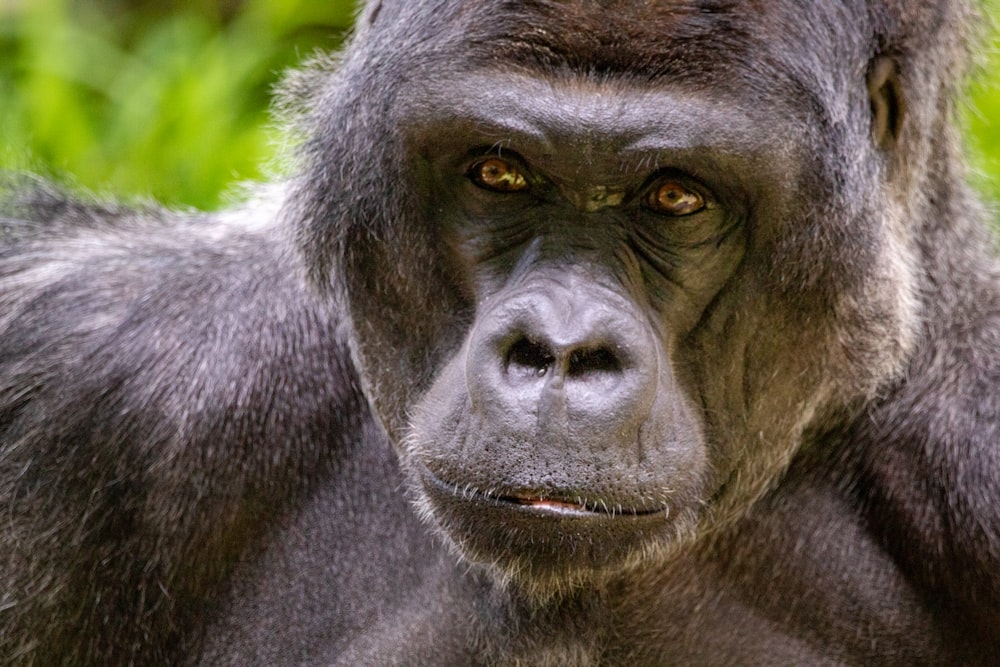 black gorilla in close up photography