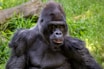 black gorilla on green grass during daytime