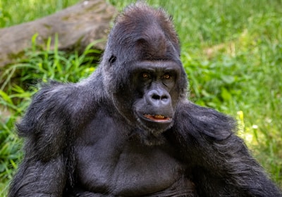 Uganda Ruanda Reise Bwindi Nationalpark Gorilla