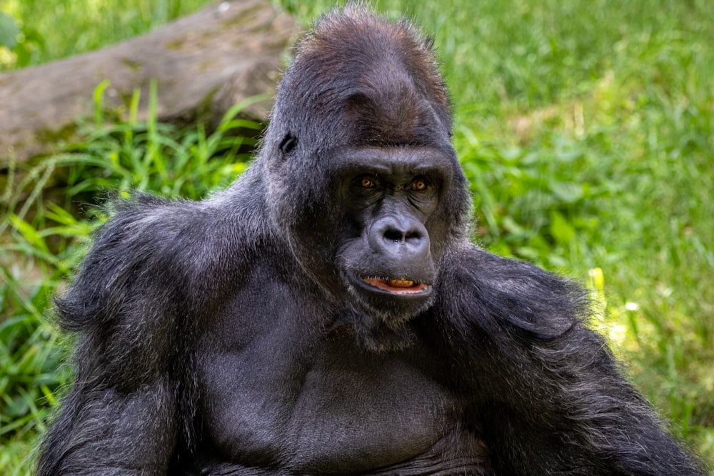 gorila preto na grama verde durante o dia