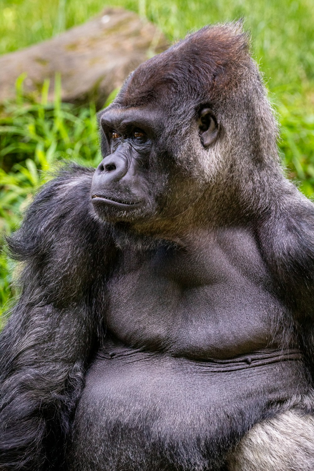 Schwarzer Gorilla liegt tagsüber auf grünem Gras