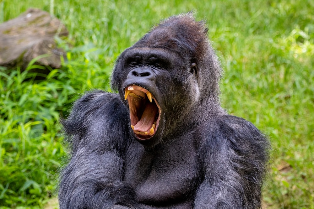 gorilla lying on green grass during daytime