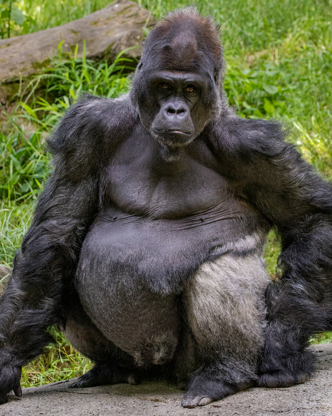 gorilla lying on green grass during daytime