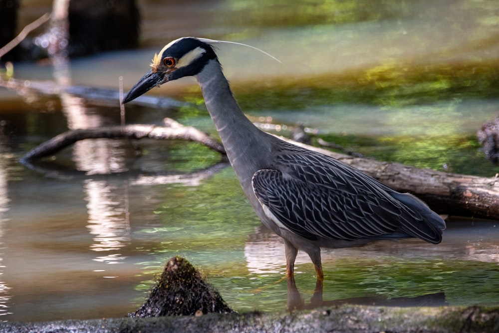 black and white bird standing on brown rock near body of water during daytime