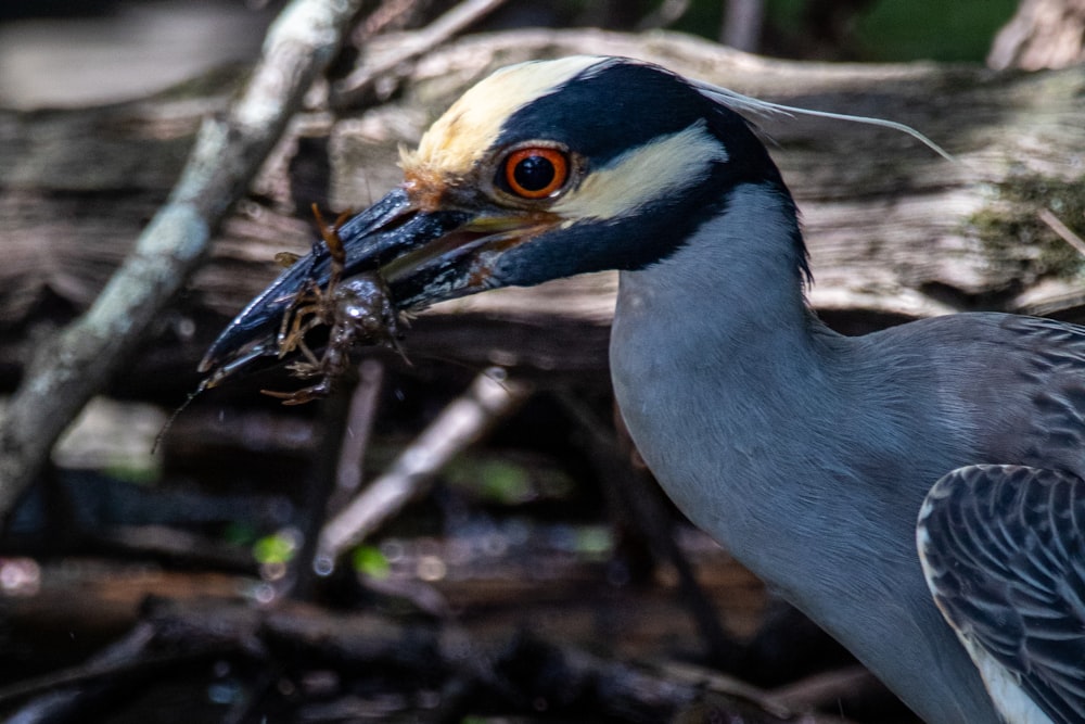 blue and white bird on tree branch