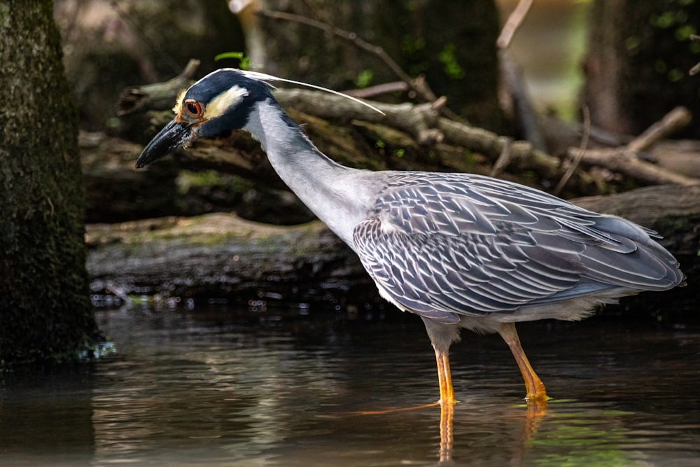 grey and yellow bird standing on brown wooden stick