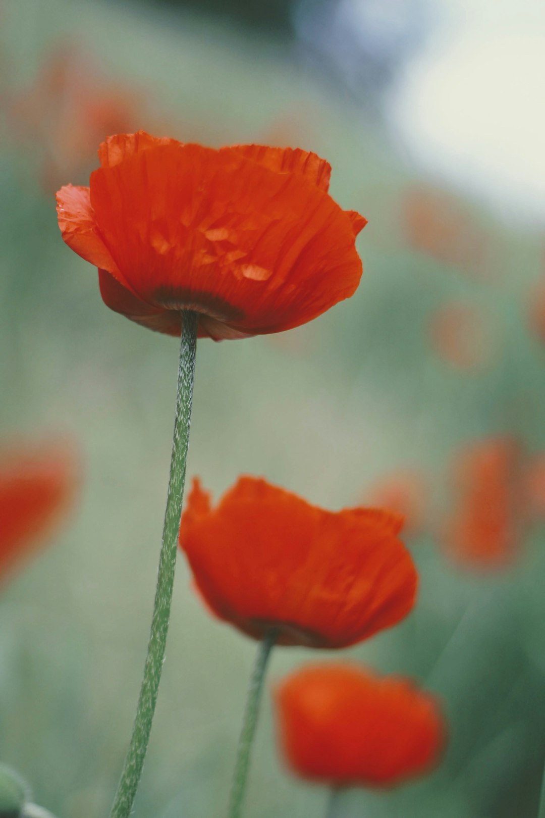 red poppy in bloom during daytime