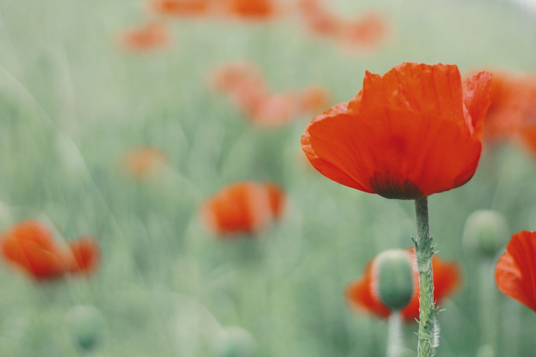 orange poppy in bloom during daytime