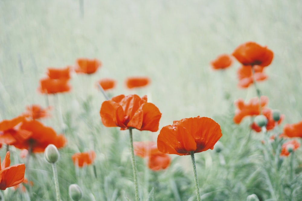 orange flower in tilt shift lens