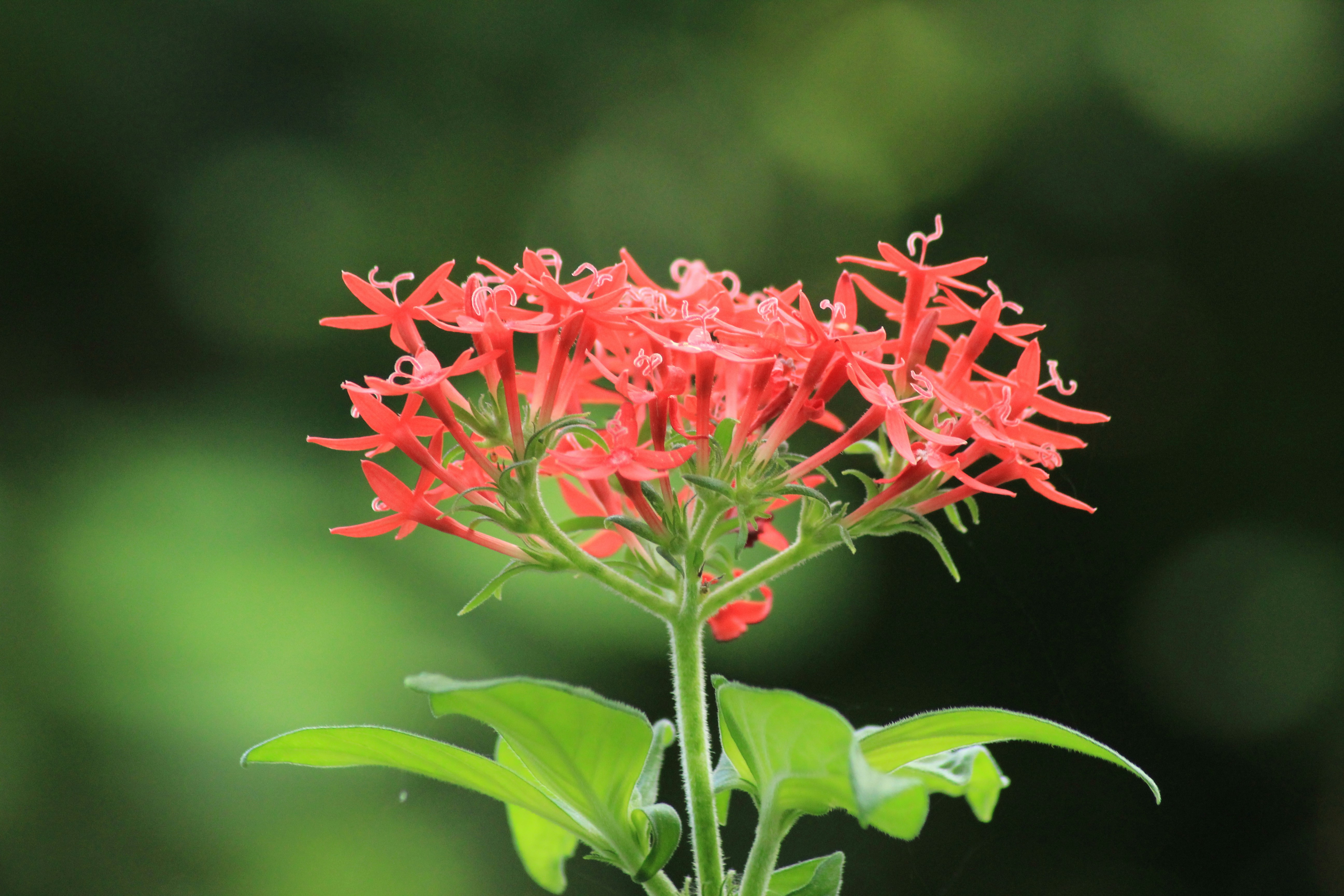 Photo by sholystanly